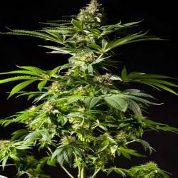 Tropimango Feminizada de Philosopher Seeds