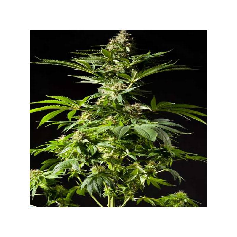 Tropimango Feminizada de Philosopher Seeds