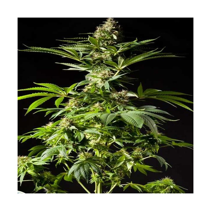 Tropimango Feminizada de Philosopher Seeds