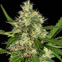 White Yoda Autofloreciente Feminizada de Philosopher Seeds