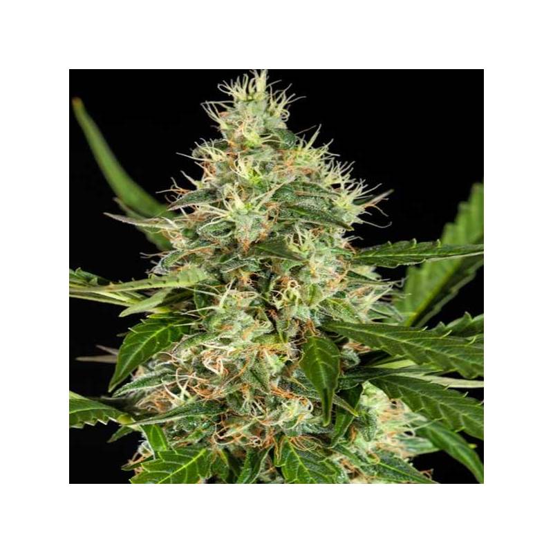 White Yoda Autofloreciente Feminizada de Philosopher Seeds