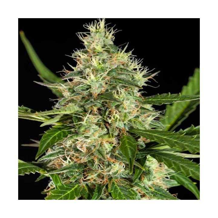 White Yoda Autofloreciente Feminizada de Philosopher Seeds