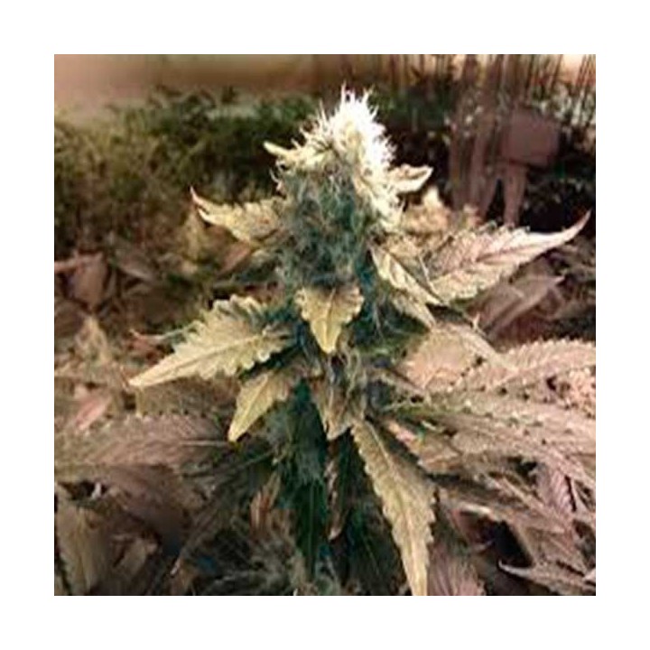 Acid Feminizada de Paradise Seeds