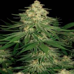 Allkush Feminizada de Paradise Seeds