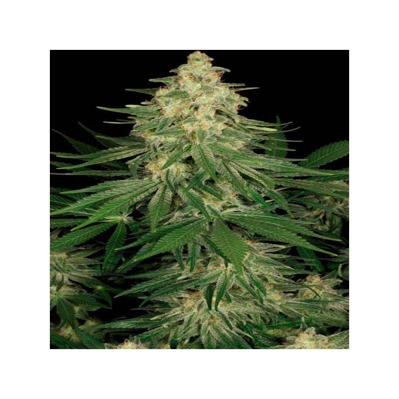 Allkush Feminizada de Paradise Seeds