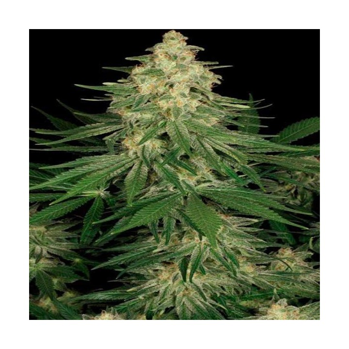 Allkush Feminizada de Paradise Seeds