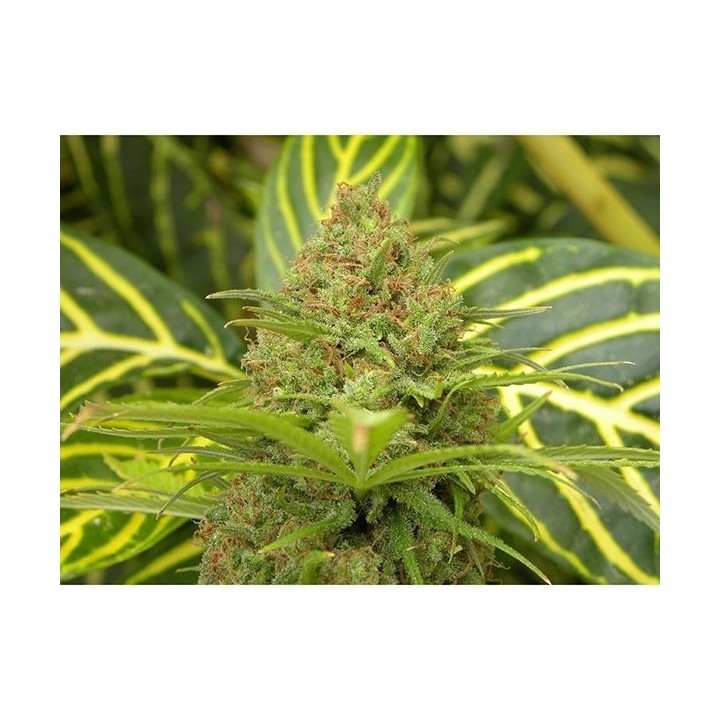 The Cure (Afgan Skunk X Haze Ac) Regular de Mr. Nice
