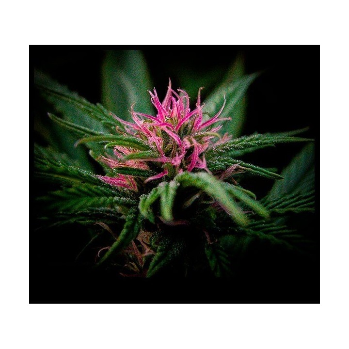 The Doors (NL5 X Haze Ac) Regular de Mr. Nice