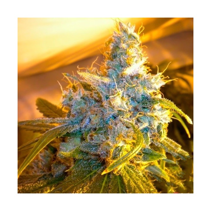 The Stones (Master Kush Skunk X Haze Ac) Regular de Mr. Nice