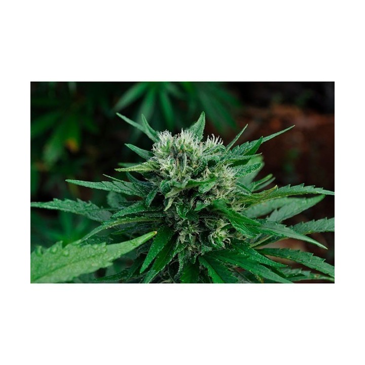 U2 (Early Queen X Haze Ac) Regular de Mr. Nice