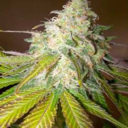 Atomical Haze Feminizada de Paradise Seeds