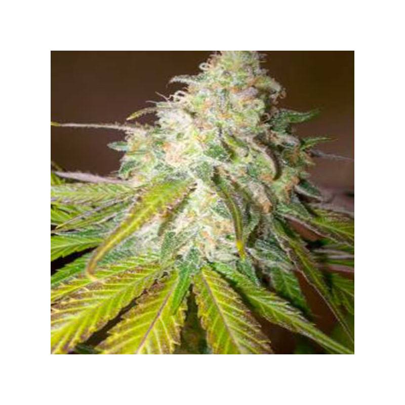 Atomical Haze Feminizada de Paradise Seeds