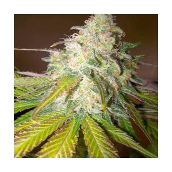 Atomical Haze Feminizada de Paradise Seeds