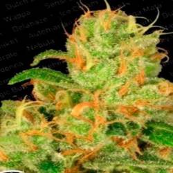 Acid Autofloreciente Feminizada de Paradise Seeds