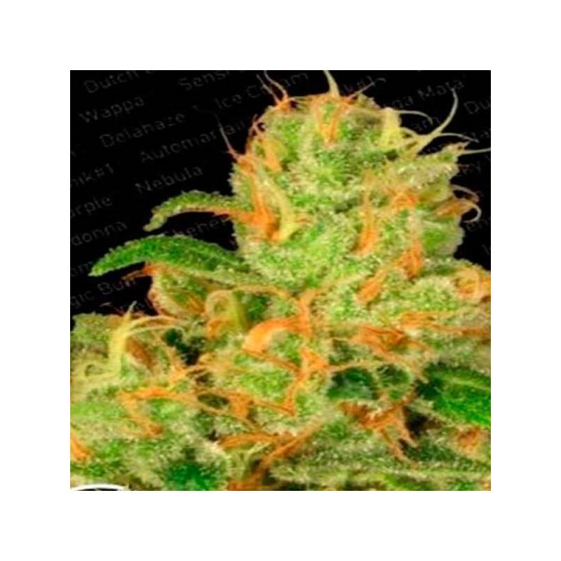 Acid Autofloreciente Feminizada de Paradise Seeds