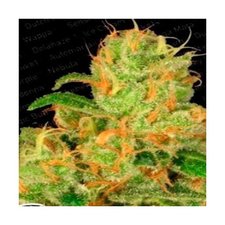 Acid Autofloreciente Feminizada de Paradise Seeds