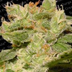 Jack Autofloreciente Feminizada de Paradise Seeds