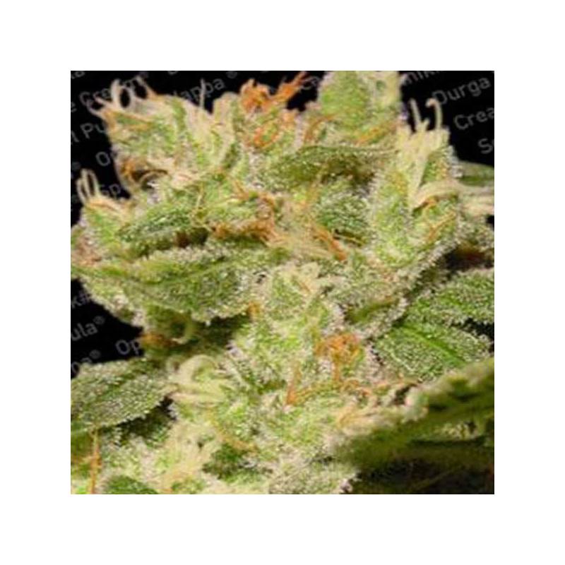 Jack Autofloreciente Feminizada de Paradise Seeds