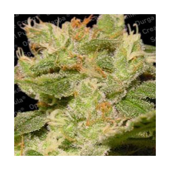 Jack Autofloreciente Feminizada de Paradise Seeds