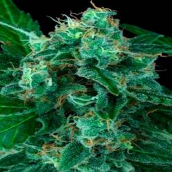 Wappa Autofloreciente Feminizada de Paradise Seeds