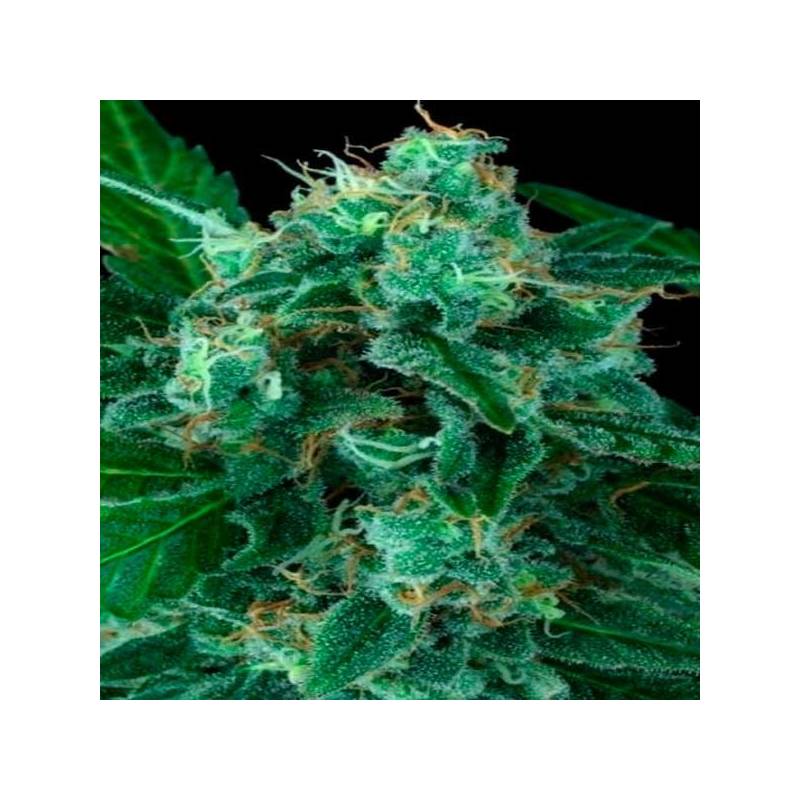 Wappa Autofloreciente Feminizada de Paradise Seeds