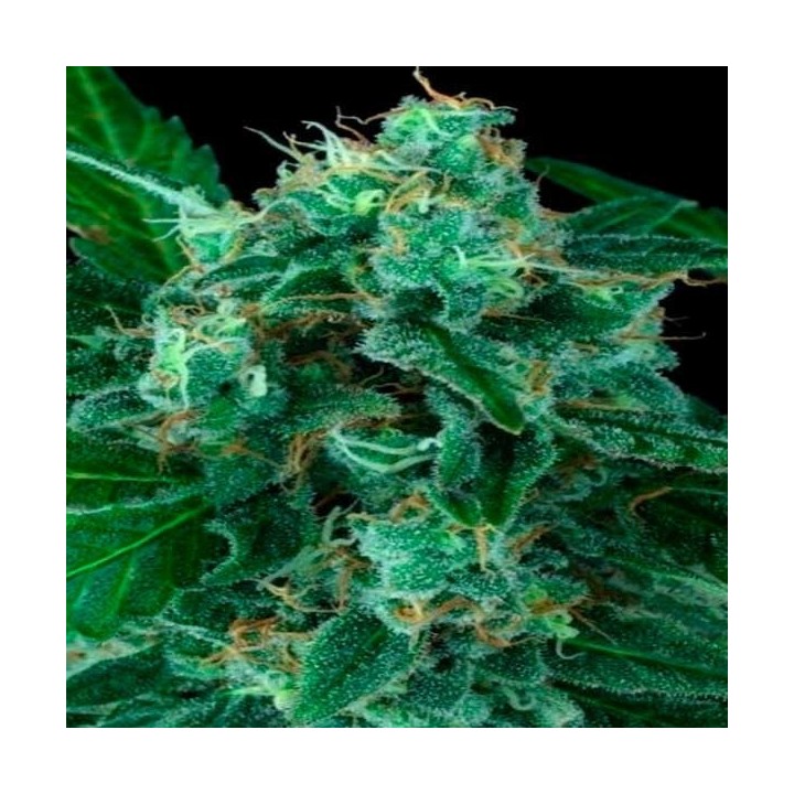 Wappa Autofloreciente Feminizada de Paradise Seeds