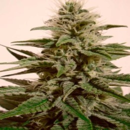 White Berry Autofloreciente Feminizada de Paradise Seeds