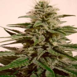 White Berry Autofloreciente Feminizada de Paradise Seeds