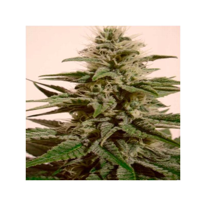 White Berry Autofloreciente Feminizada de Paradise Seeds