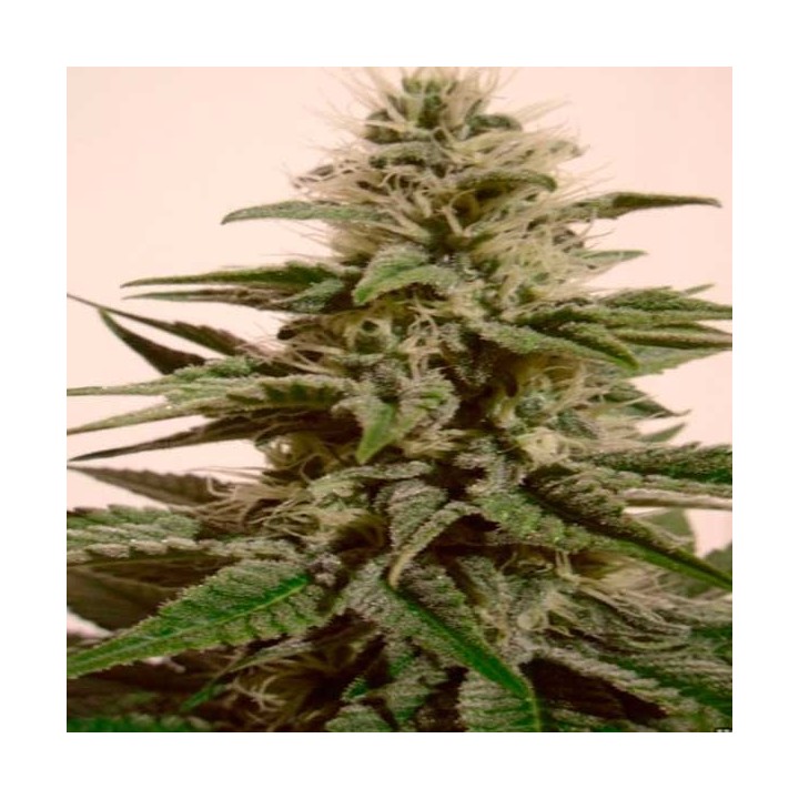 White Berry Autofloreciente Feminizada de Paradise Seeds