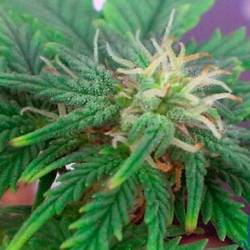 Automaria II Autofloreciente Feminizada de Paradise Seeds