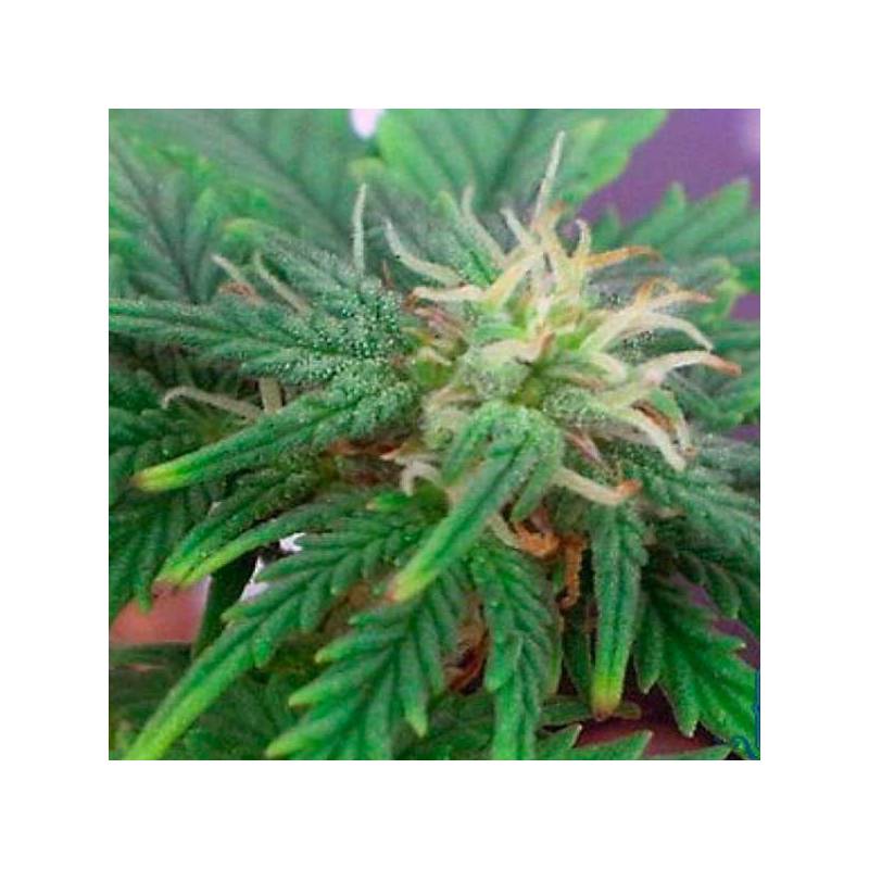 Automaria II Autofloreciente Feminizada de Paradise Seeds