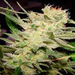 Belladonna Feminizada de Paradise Seeds