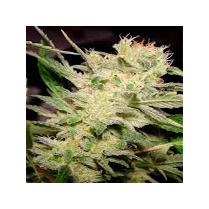 Belladonna Feminizada de Paradise Seeds