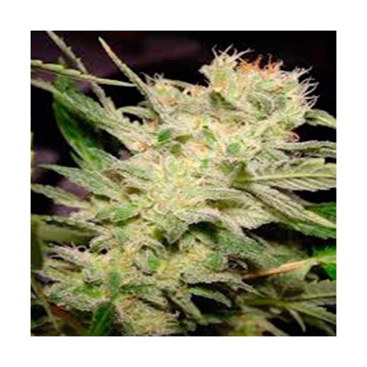 Belladonna Feminizada de Paradise Seeds