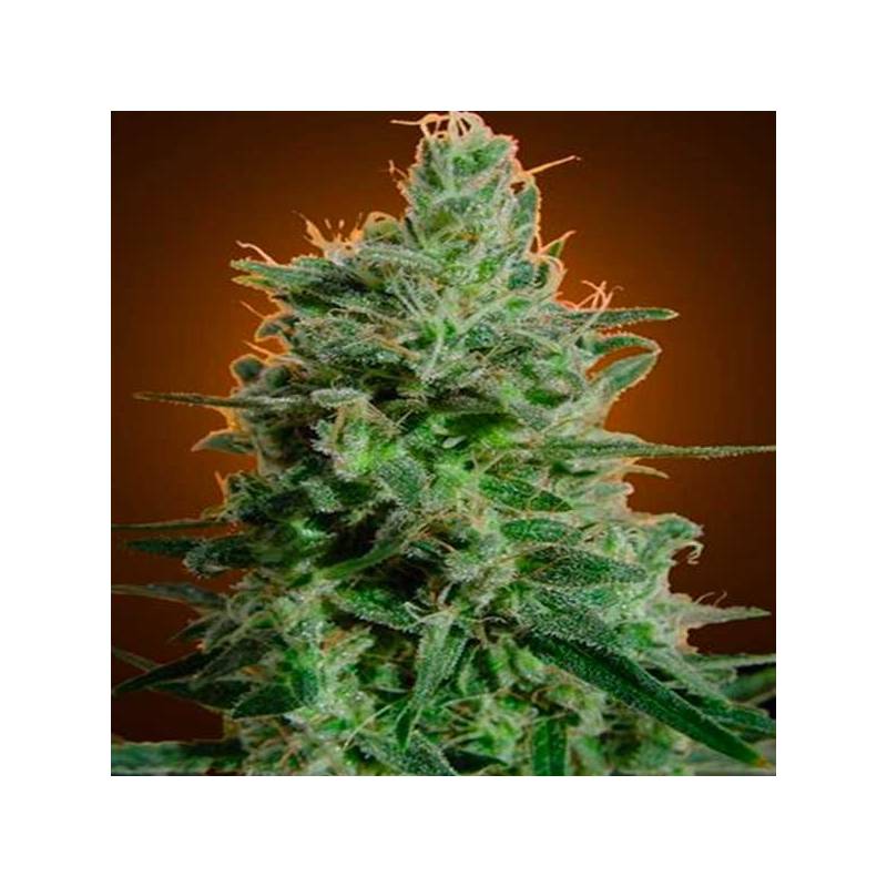 Delahaze Feminizada de Paradise Seeds