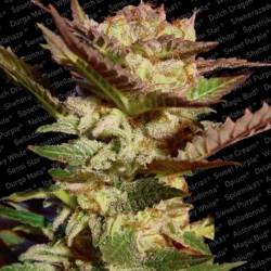 Durga Mata Feminizada de Paradise Seeds