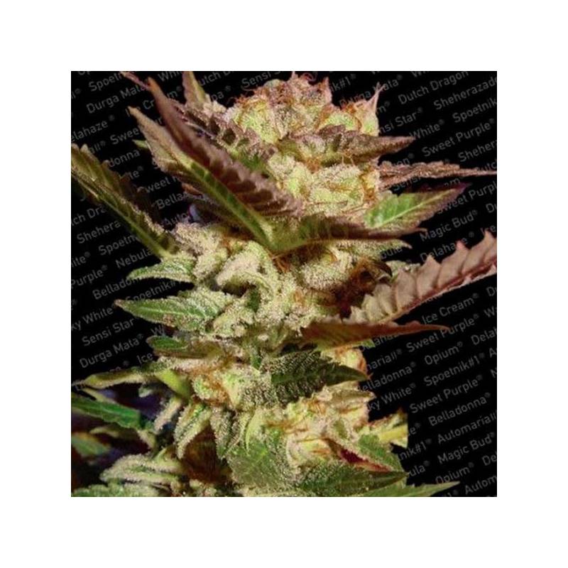 Durga Mata Feminizada de Paradise Seeds