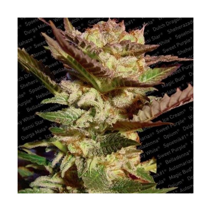 Durga Mata Feminizada de Paradise Seeds