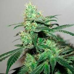 Durga Mata II CBD Feminizada de Paradise Seeds