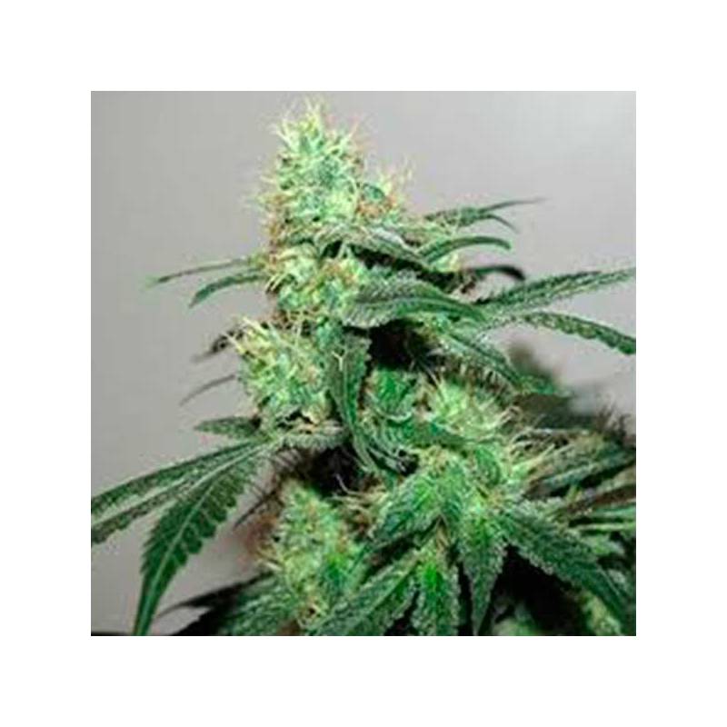 Durga Mata II CBD Feminizada de Paradise Seeds