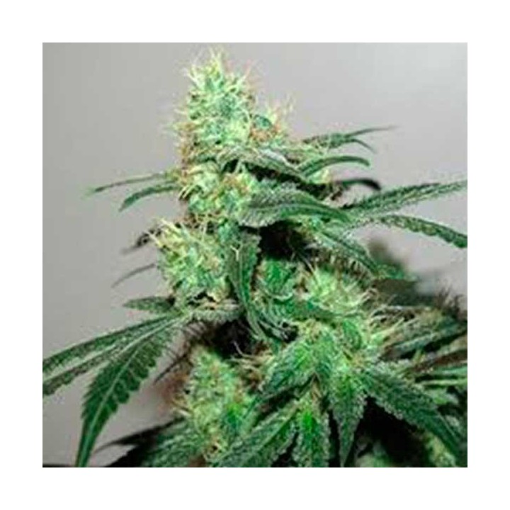 Durga Mata II CBD Feminizada de Paradise Seeds