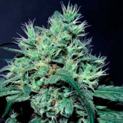 Dutch Dragon Feminizada de Paradise Seeds