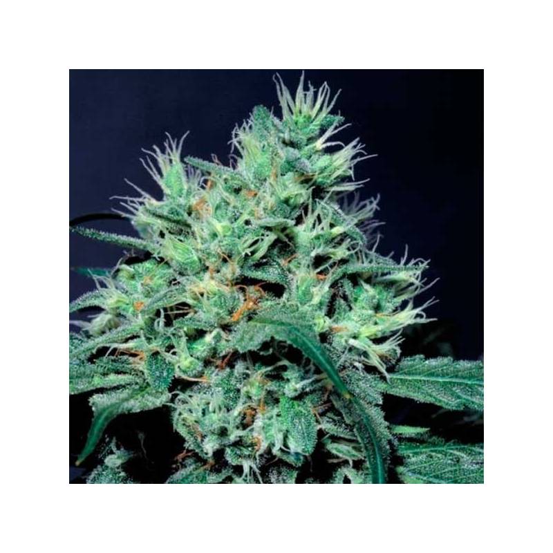 Dutch Dragon Feminizada de Paradise Seeds