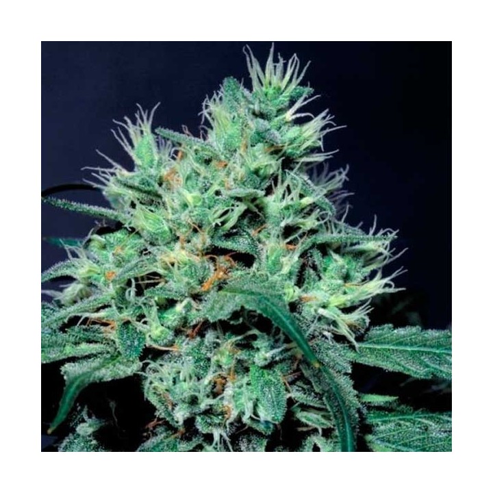 Dutch Dragon Feminizada de Paradise Seeds