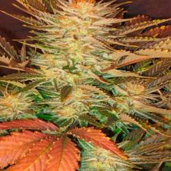 Ice Cream Feminizada de Paradise Seeds