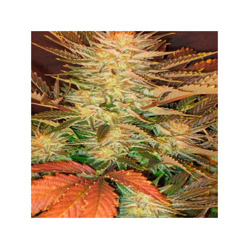 Ice Cream Feminizada de Paradise Seeds