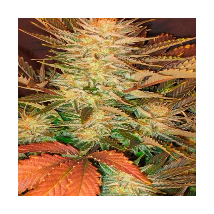 Ice Cream Feminizada de Paradise Seeds