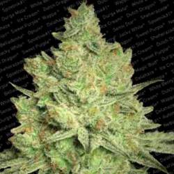 Jacky White Feminizada de Paradise Seeds