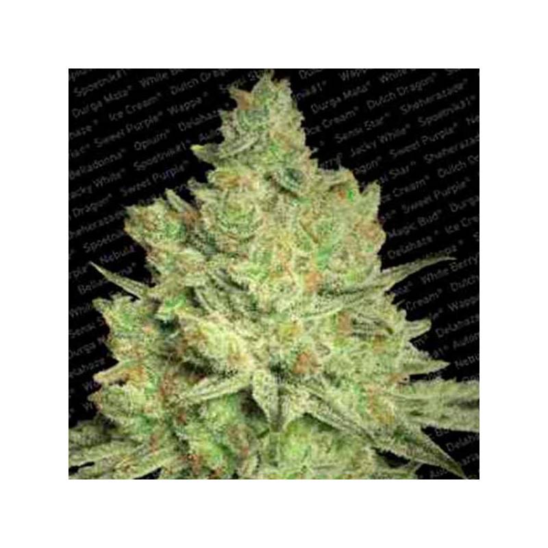 Jacky White Feminizada de Paradise Seeds